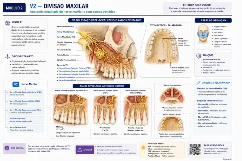 V2 — Divisão Maxilar, anatomia do nervo maxilar e ramos dentários